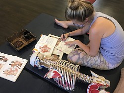 A Pilates instructor from Germany delves into postural anatomy at RSM, seeking to elevate her knowledge and techniques, ensuring each movement and stance aligns perfectly with anatomical precision.